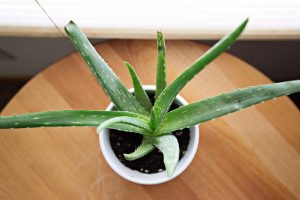 aloes doniczka